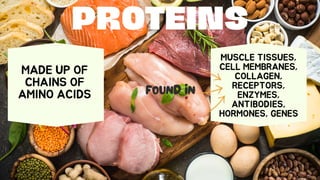 PROTEINS
MADE UP OF
CHAINS OF
AMINO ACIDS
MUSCLE TISSUES,
CELL MEMBRANES,
COLLAGEN,
RECEPTORS,
ENZYMES,
ANTIBODIES,
HORMONES, GENES
FOUND IN