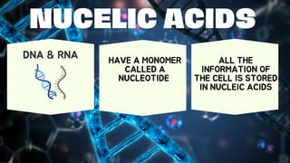 NUCELIC ACIDS
DNA & RNA HAVE A MONOMER
CALLED A
NUCLEOTIDE
ALL THE
INFORMATION OF
THE CELL IS STORED
IN NUCLEIC ACIDS