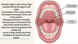 Speech organs the articulators by Amani Ayman | PDF