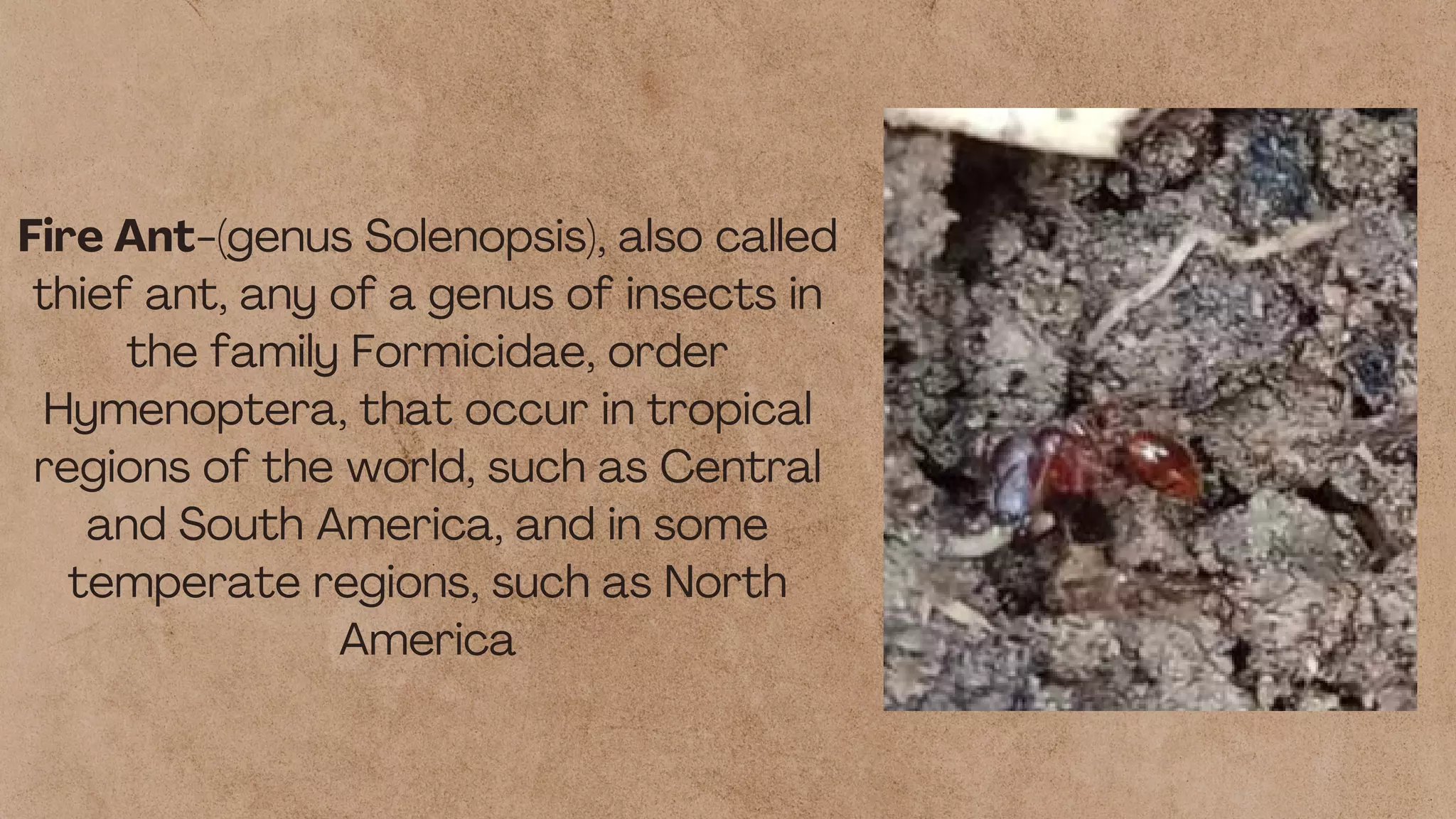 Beige Vintage Insects Nature Presentation (2).pdf | Gardening | Home ...