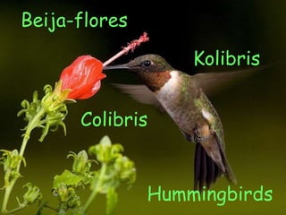 Hummingbirds Beija-flores Kolibris Colibris 