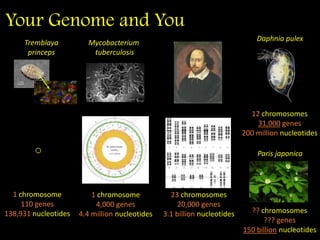 Your Genome and You
23 chromosomes
20,000 genes
3.1 billion nucleotides
Mycobacterium
tuberculosis
1 chromosome
4,000 genes
4.4 million nucleotides
Tremblaya
princeps
1 chromosome
110 genes
138,931 nucleotides
Daphnia pulex
12 chromosomes
31,000 genes
200 million nucleotides
Paris japonica
?? chromosomes
??? genes
150 billion nucleotides3
 
