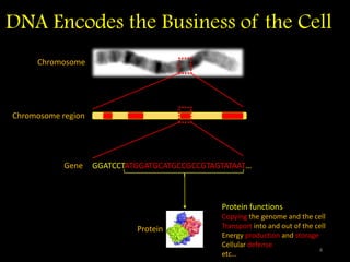 DNA Encodes the Business of the Cell
Chromosome
Chromosome region
Gene GGATCCTATGGATGCATGCCGCCGTAGTATAAT…
Protein
Protein functions
Copying the genome and the cell
Transport into and out of the cell
Energy production and storage
Cellular defense
etc…
4
 