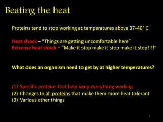 Beating the heat
Proteins tend to stop working at temperatures above 37-40° C
Heat shock – “Things are getting uncomfortable here”
Extreme heat shock – “Make it stop make it stop make it stop!!!!”
What does an organism need to get by at higher temperatures?
(1) Specific proteins that help keep everything working
(2) Changes to all proteins that make them more heat tolerant
(3) Various other things
Proteins tend to stop working at temperatures above 37-40° C
Heat shock – “Things are getting uncomfortable here”
Extreme heat shock – “Make it stop make it stop make it stop!!!!”
What does an organism need to get by at higher temperatures?
(1) Specific proteins that help keep everything working
(2) Changes to all proteins that make them more heat tolerant
(3) Various other things
7
 