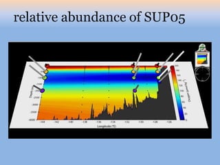 relative abundance of SUP05
 