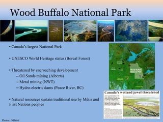 Wood Buffalo National Park


      • Canada’s largest National Park

      • UNESCO World Heritage status (Boreal Forest)

      • Threatened by encroaching development
          – Oil Sands mining (Alberta)
          – Metal mining (NWT)
          – Hydro-electric dams (Peace River, BC)

      • Natural resources sustain traditional use by Métis and
      First Nations peoples


Photos: D Baird
 