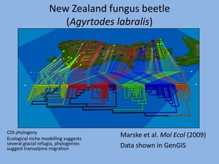 New Zealand fungus beetle
                       (Agyrtodes labralis)




COI phylogeny
Ecological niche modelling suggests
                                       Marske et al. Mol Ecol (2009)
several glacial refugia, phylogenies   Data shown in GenGIS
suggest transalpine migration
 
