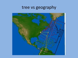 tree vs geography
 