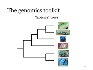 The genomics toolkit 
“Species” trees 
13 
 