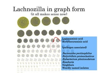 Lachnozilla in graph form 
(it all makes sense now) 
Legionaminic acid 
Acetylneuraminic acid 
(pathogen associated) 
Bacteroides pectinophilus 
Butyrivibrio proteoclasticus 
Eubacterium plexicaudatum 
Roseburia 
Neighbors 
Weirdly named isolates 
 