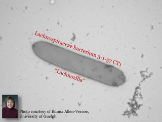 5 
Photo courtesy of Emma Allen-Vercoe, 
University of Guelph 
 