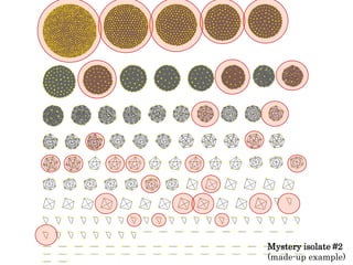 Mystery isolate #2 
(made-up example) 
 