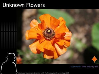Unknown Flowers cc Licensed  flickr photo by me! 