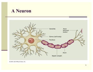 A Neuron




           5
 
