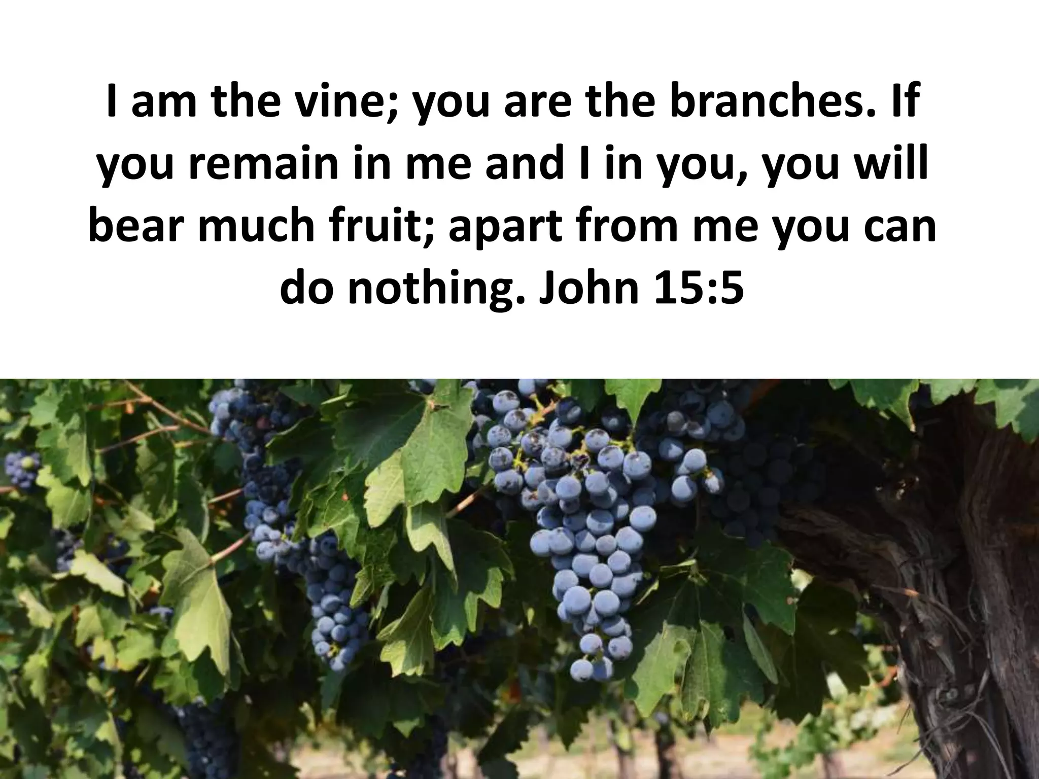 I am the vine; you are the branches. If
you remain in me and I in you, you will
bear much fruit; apart from me you can
do nothing. John 15:5
 
