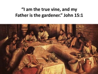 “I am the true vine, and my
Father is the gardener.” John 15:1
 