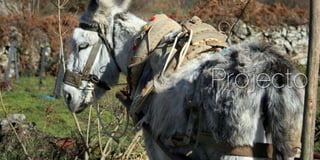 | Beira Alta Turismo rural e combate à desertificação




                                                Projecto

8|                                                           |9
 