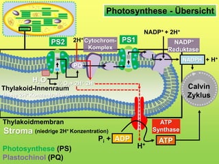 PQ
H2O
PS2
Photosynthese (PS)
Plastochinol (PQ)
Cytochrom-
Komplex
PS1 NADP+
Reduktase
NADPH
NADP+ + 2H+
+ H+
½ O2+ 2H+ 2H+
2H+
Thylakoid-Innenraum
(hohe 2H+ Konzentration)
Thylakoidmembran
Stroma
Pi + ATPADP
H+
Photosynthese - Übersicht
(niedrige 2H+ Konzentration)
Calvin
Zyklus
ATP
Synthase
 
