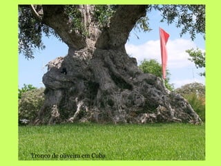 Tronco de oliveira em Cuba   