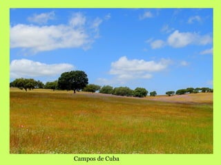 Campos de Cuba   