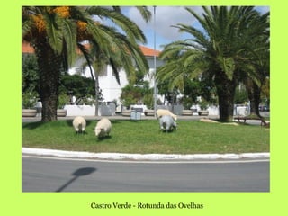Castro Verde - Rotunda das Ovelhas 