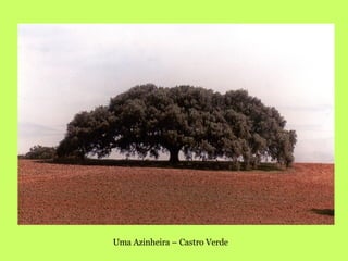 Uma Azinheira – Castro Verde 