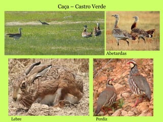 Caça – Castro Verde Abetardas  Lebre  Perdiz  