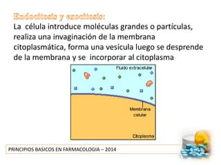 PRINCIPIOS BASICOS EN FARMACOLOGIA – 2014
La célula introduce moléculas grandes o partículas,
realiza una invaginación de la membrana
citoplasmática, forma una vesícula luego se desprende
de la membrana y se incorporar al citoplasma
 