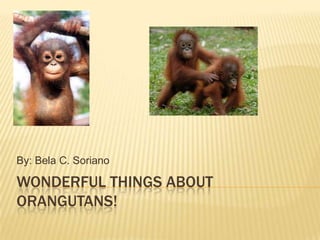 Wonderful Things About Orangutans! By: Bela C. Soriano 