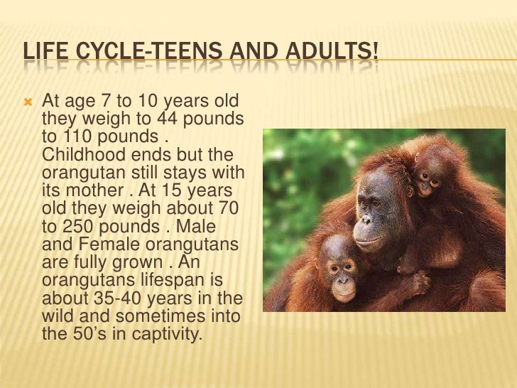 Bela Animal Research bela-animal-research