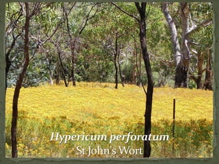 Belair National Park - Plan of Management | PDF