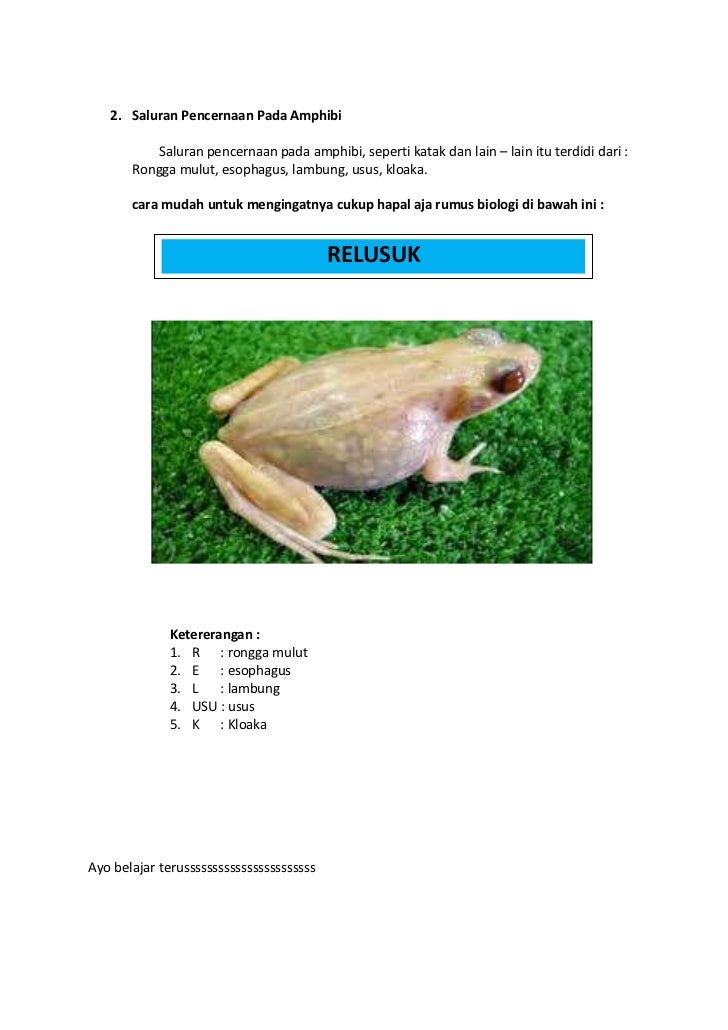 biologi saluran pencernaan vertebrata