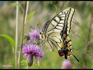 Mariposa 