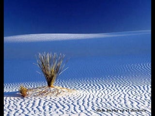 Mala hierba en el desierto  