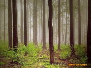 Borde del bosque  