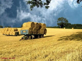 Campos de oro   