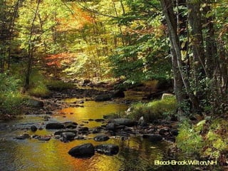 Blood-Brook.Wilton,NH  