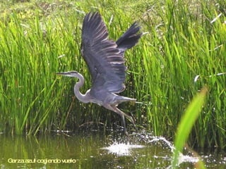 Garza azul cogiendo vuelo  