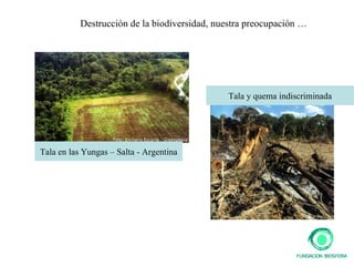 Destrucción de la biodiversidad, nuestra preocupación … Tala en las Yungas – Salta - Argentina Tala y quema indiscriminada 