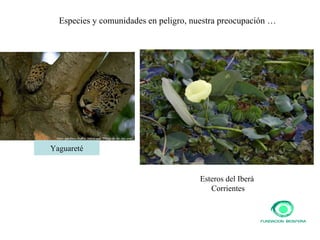 Especies y comunidades en peligro, nuestra preocupación … Yaguareté Esteros del Iberá  Corrientes 