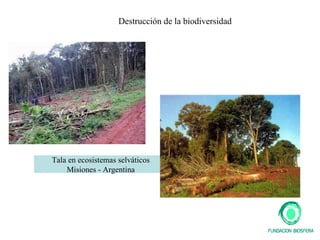 Tala en ecosistemas selváticos Misiones - Argentina Destrucción de la biodiversidad 