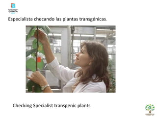 Especialista checando las plantas transgénicas . Checking Specialist transgenic plants . 