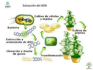 Extracción del ADN 