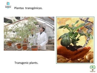 Plantas  transgénicas. Transgenic plants. 