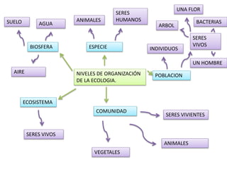 NIVELES DE ORGANIZACIÓN
DE LA ECOLOGIA.
ESPECIE
POBLACION
COMUNIDAD
ECOSISTEMA
BIOSFERA
ANIMALES
SERES
HUMANOS
INDIVIDUOS
SERES
VIVOS
ARBOL
UNA FLOR
BACTERIAS
UN HOMBRE
SERES VIVIENTES
ANIMALES
VEGETALES
SERES VIVOS
AIRE
SUELO AGUA
 