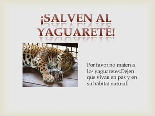 Por favor no maten a
los yaguaretes.Dejen
que vivan en paz y en
su hábitat natural.
 