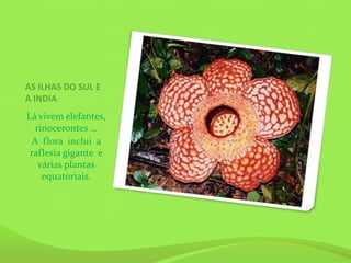 AS ILHAS DO SUL E
A INDIA
Lá vivem elefantes,
   rinocerontes …
  A flora inclui a
 raflesia gigante e
    várias plantas
     equatoriais.
 