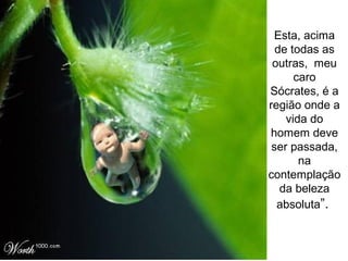 Esta, acima
de todas as
outras, meu
caro
Sócrates, é a
região onde a
vida do
homem deve
ser passada,
na
contemplação
da beleza
absoluta”.
 