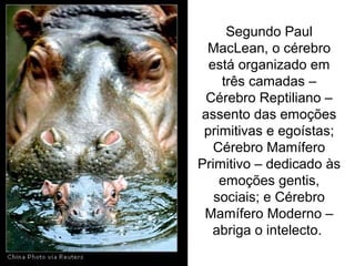 Segundo Paul
MacLean, o cérebro
está organizado em
três camadas –
Cérebro Reptiliano –
assento das emoções
primitivas e egoístas;
Cérebro Mamífero
Primitivo – dedicado às
emoções gentis,
sociais; e Cérebro
Mamífero Moderno –
abriga o intelecto.
 