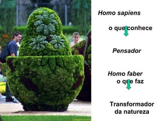 Homo sapiens
o que conhece
Pensador
Homo faber
o que faz
Transformador
da natureza
 
